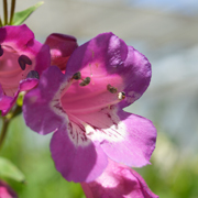 Penstemon Purple Passion